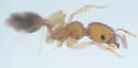 Pheidole dentigula - photo 2