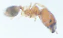 Pheidole dentigula - photo 3