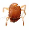 Pheidole dentigula - photo 4
