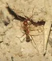 Pheidole desertorum - photo 2