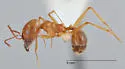 Pheidole desertorum - photo 3