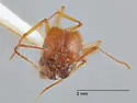 Pheidole desertorum - photo 4