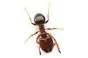 Pheidole diversipilosa - Pheidole diversipilosa