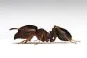 Pheidole diversipilosa - photo 2