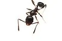 Pheidole diversipilosa - photo 3