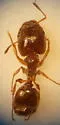 Pheidole elecebra