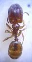 Pheidole elecebra - photo 2