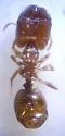 Pheidole elecebra - photo 3