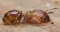 Pheidole floridana - photo 2