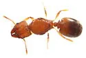Pheidole floridana - photo 4