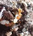 Pheidole floridana - photo 5