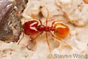 Pheidole gilvescens