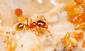 Pheidole gilvescens - photo 2