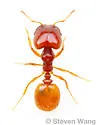 Pheidole gilvescens - photo 3