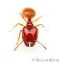 Pheidole gilvescens - photo 4