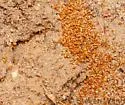 Pheidole gilvescens - photo 5