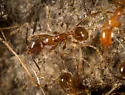 Pheidole hyatti