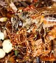 Pheidole hyatti - photo 2