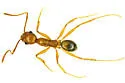 Pheidole hyatti - photo 3