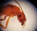 Pheidole hyatti - photo 4