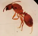 Pheidole hyatti - photo 5