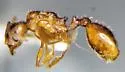 Pheidole inquilina - photo 2