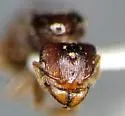 Pheidole inquilina - photo 3