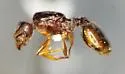 Pheidole inquilina - photo 4