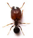 Pheidole littoralis