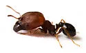 Pheidole littoralis - photo 2