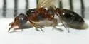 African Big-headed Ant - Pheidole megacephala