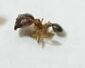 African Big-headed Ant - photo 2