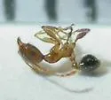 African Big-headed Ant - photo 3