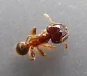 African Big-headed Ant - photo 4