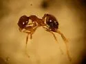 African Big-headed Ant - photo 5