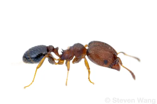 Pheidole metallescens