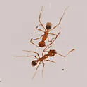 Pheidole morrisii