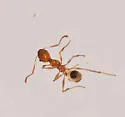 Pheidole morrisii - photo 2