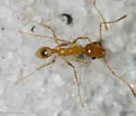Pheidole morrisii - photo 3