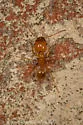 Pheidole morrisii - photo 4