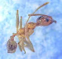 Pheidole morrisii - photo 5