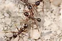 Pheidole obscurithorax