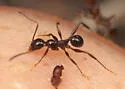 Pheidole obscurithorax - photo 2
