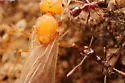 Pheidole obscurithorax - photo 3