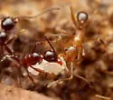 Pheidole obscurithorax - photo 4