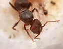 Pheidole obscurithorax - photo 5