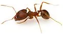 Pheidole obtusospinosa - photo 2
