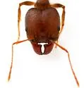 Pheidole obtusospinosa - photo 3