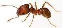 Pheidole obtusospinosa - photo 4