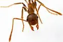Pheidole obtusospinosa - photo 5